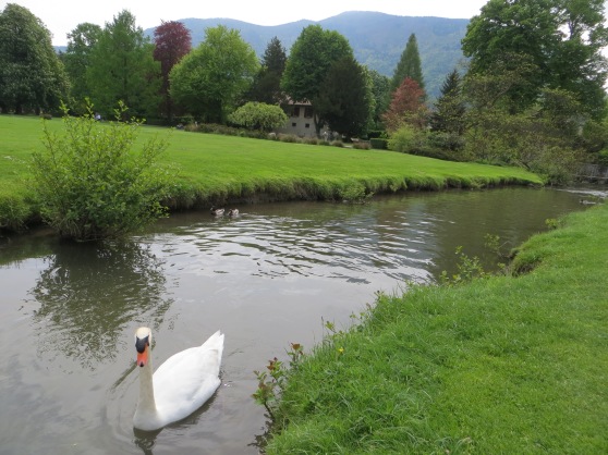 Swan Lake: beauty in the backyard....